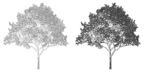 Two handdrawn sketch style trees isolated on white background Stock Illustration