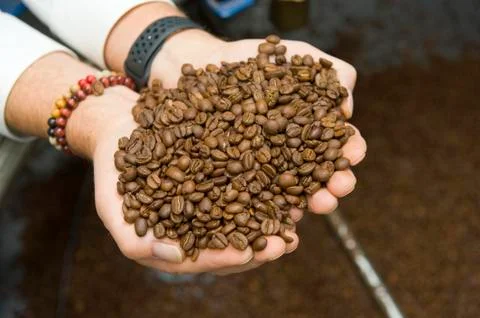 Two handfull of coffee beans Stock Photos