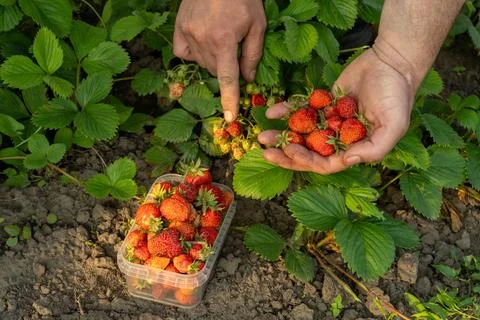 Two hands are busy picking ripe strawberries from green plants in a garden... Stock Photos