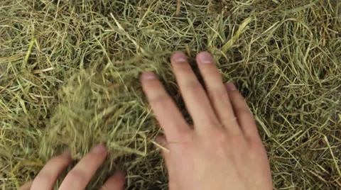 Two hands are searching in the hey Stock Footage 24923409