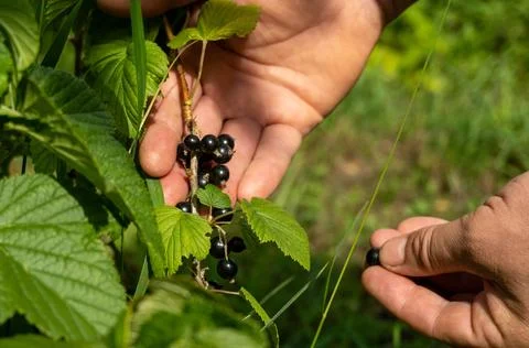 Two hands are shown picking black currants from a bush. The location is a g.. Stock Photos