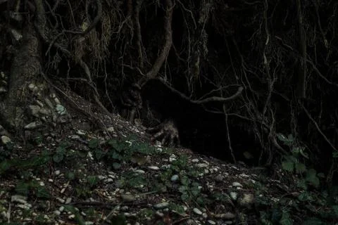 Two hands digging in dark through the dirt under giant roots of an old tree Stock Photos