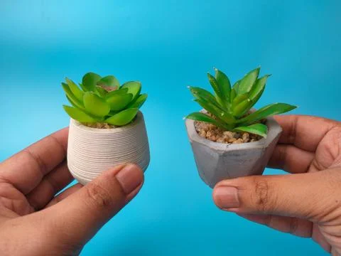 Two hands display two small potted succulent plants in round white and hexa.. Stock Photos