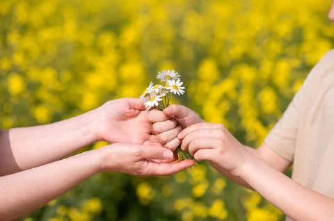 Two hands exchanging a small bouquet of daisies in a blooming summer field, s Stock Photos