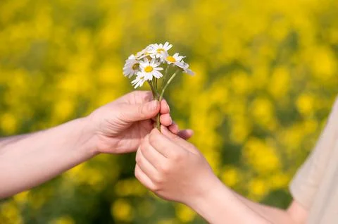 Two hands exchanging a small bouquet of daisies in a blooming summer field, s Stock Photos