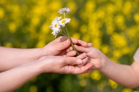 Two hands exchanging a small bouquet of daisies in a blooming summer field, s Stock Photos