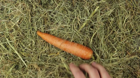 Two hands find a carrot in the hey Stock Footage 24922532