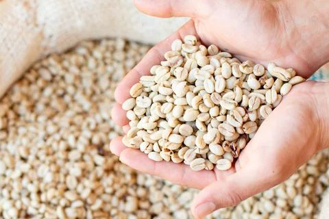 Two hands full of dry coffee and showing it to the camera. coffee commercial Stock Photos
