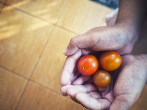 Two hands gently cupping three freshly harvest small cherry tomatoes Stock Photos