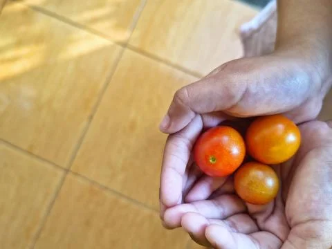 Two hands gently cupping three freshly harvest small cherry tomatoes Stock-Fotos