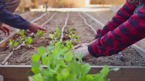 Two hands gently place seedlings into rows of soil. Stock Footage 336918328