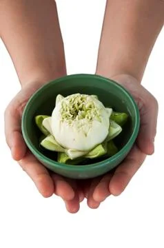 Two hands hold a cup of white lotus Stock Photos