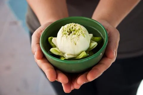 Two hands hold a cup of white lotus Stock Photos