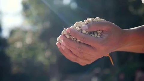 Two hands hold a large quantity of Video stock 333113500