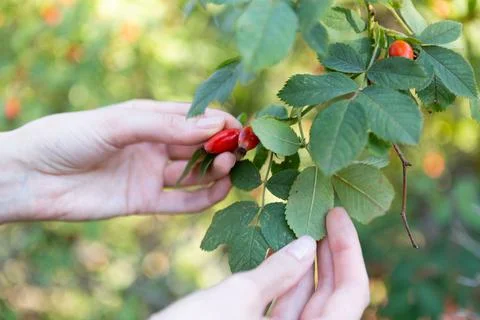 Two hands hold rose hips by the bush 스톡 사진
