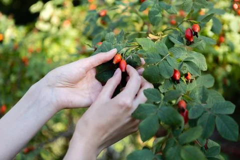 Two hands hold rose hips by the bush Stock Photos