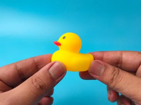 Two hands hold a single yellow rubber duck toy against a solid bright blue .. Stock Photos