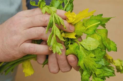 Two hands hold withering celery stalks. A bundle of green and yellowed plant  Stock Photos