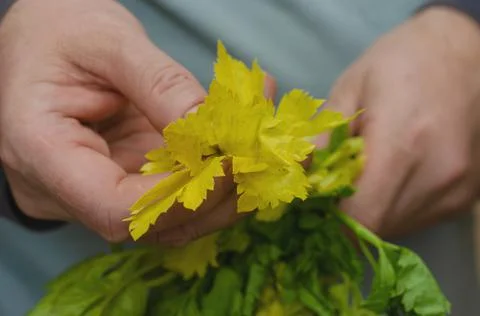 Two hands hold withering celery stalks. A bundle of green and yellowed plant  Stock Photos