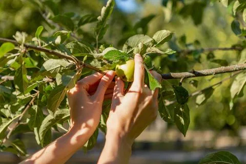 Two hands holding an apple tree brunch collecting green apples 스톡 사진