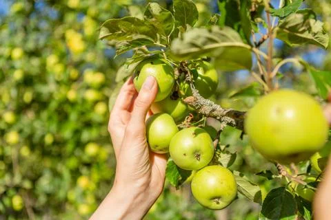 Two hands holding an apple tree brunch collecting green apples Stock Photos