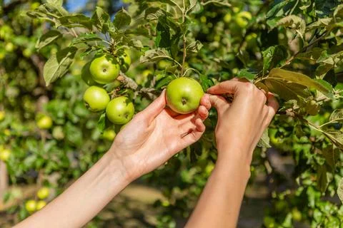 Two hands holding an apple tree brunch collecting green apples 스톡 사진