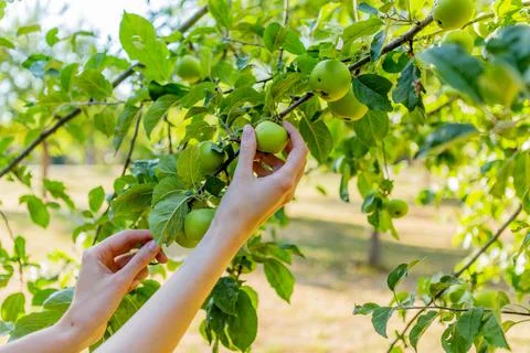 Two hands holding an apple tree brunch collecting green apples Stock Photos