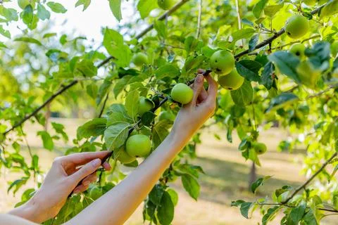 Two hands holding an apple tree brunch collecting green apples Stock Photos