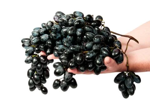 Two hands holding a bunch of dark grapes Stock Photos