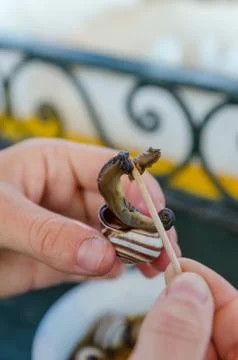 Two hands holding a cooked snail as snack and picking meat out of snail house Stock Photos