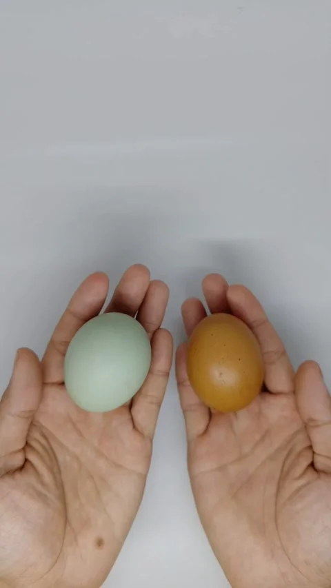 Two hands holding a large cream duck egg and a brown chicken egg Stock Footage 333120671