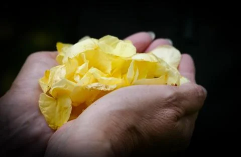 Two hands holding petals Stock Photos