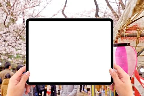 Two hands holding screen mockup tablet computer, pink sakura cherry blossom f Stock Illustration