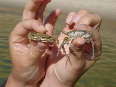 Two hands holding two crabs.  Stock Photos