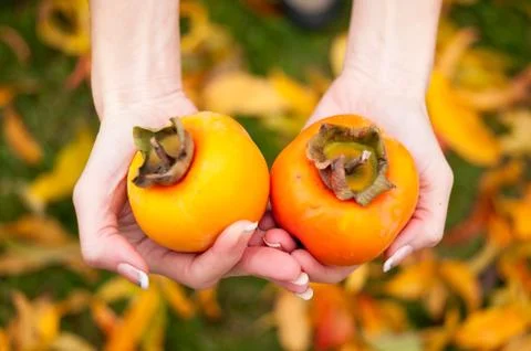 Two Hands Holding two Persimmon Stock Photos