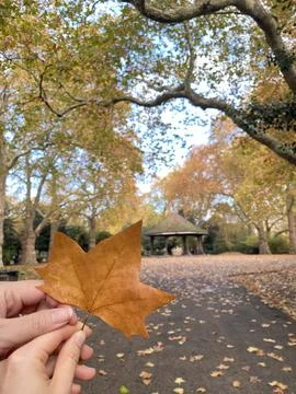 Two hands, one leaf, a thousand autumn moments Stock Photos