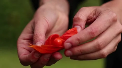 Two Hands Opening up a Ripe Orange Physalis Berry. Cape Gooseberry Fruit. Stock Footage 165027935