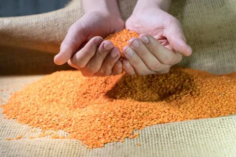 Two hands picking red lentils over lentils stack. 스톡 사진