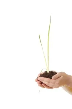 Two hands with a plant Stock Photos