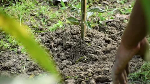 Two hands planting tree and taking care by adjusting the soil around it Stock Footage 131080386