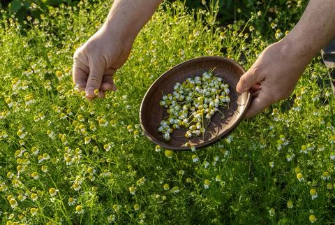 Two hands reach into a patch of chamomile flowers, gently picking the blossom Stock Photos