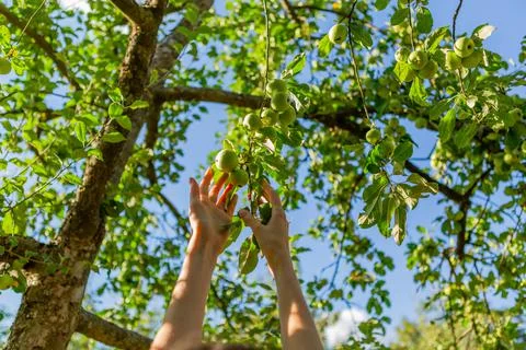 Two hands reaching our for an apple on the tree Stock Photos
