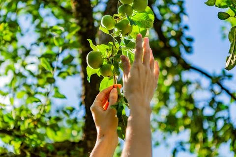 Two hands reaching our for an apple on the tree Stock Photos