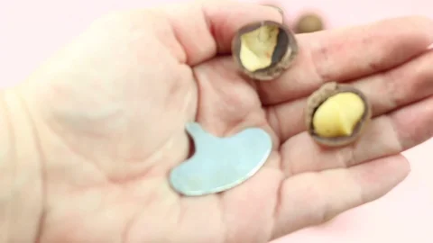 Two hands shelling not peeled whole macadamia nuts with special instrument. Stock Footage 119889178