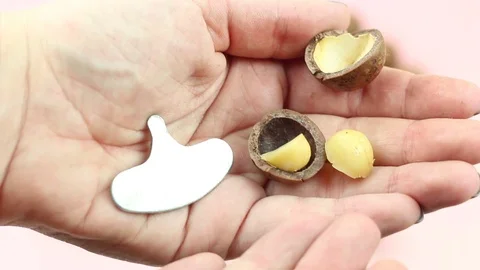 Two hands shelling raw not peeled whole macadamia nuts with special instrument. Stock Footage 119889183