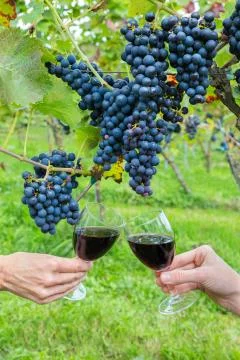 Two hands toasting with red wine near blue grapes Stock Photos