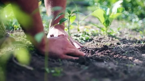Two hands in the upper left central frame planting a seedling into fresh soil Stock Footage 248351839