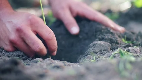 Two hands in the upper left central frame planting a seedling into fresh soil Stock Footage 248351896