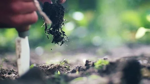 Two hands in the upper left central frame planting a seedling into fresh soil Stock Footage 248380675