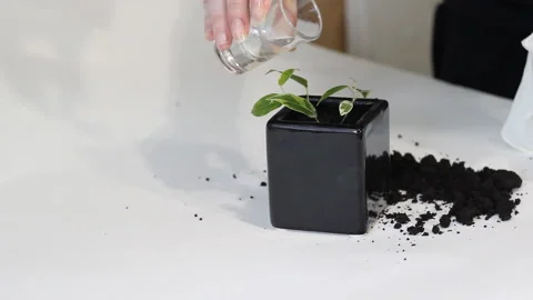 Two hands in white latex gloves are plant young green ficus Benjamina tree at bl Stock Footage 86010258